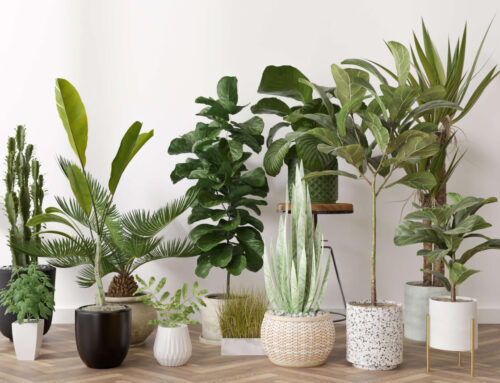 Selling Plants Online – How and Where To Go About It.