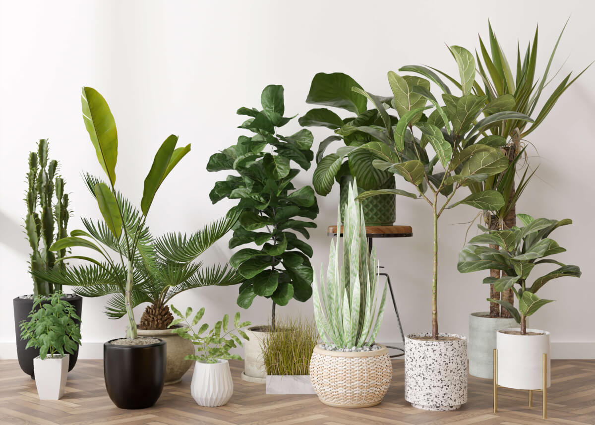 Selling Plants Online